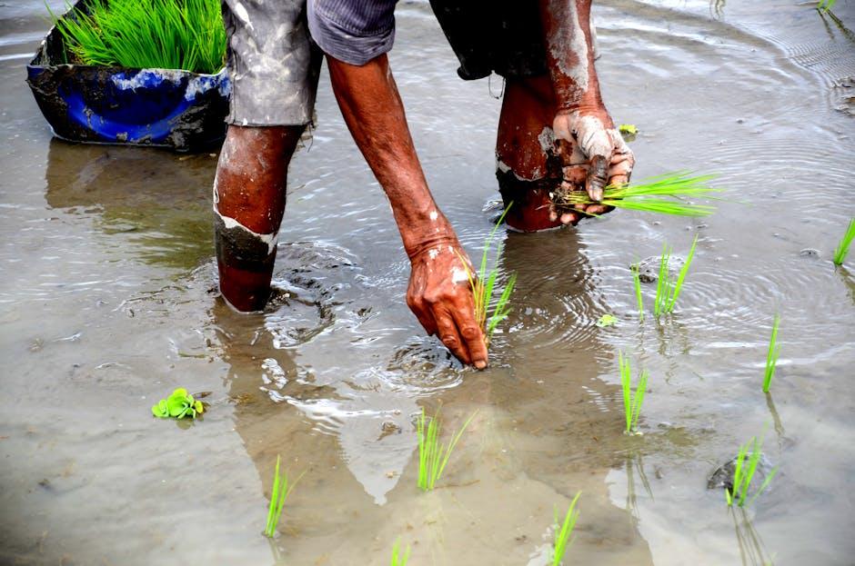 Inside the Rice Processing Plant: From Field to Fork