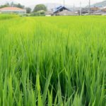 Unveiling a 2-Ton Rice Mill Plant Project: A Sustainable Venture