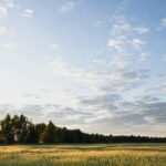 From Field to Table: Inside a Paddy Processing Factory