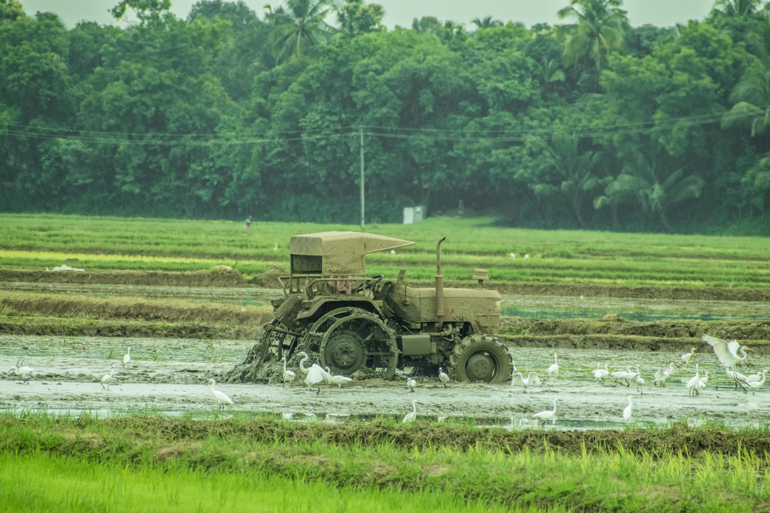 Revolutionizing Rice: The Impact of Jet Rice Polishers