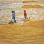 Unlocking Potential: The Rice Mill Plant Revolution