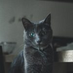 Transforming Grains: The Essential Guide to Rice Milling Machines