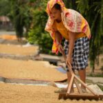 Unlocking the Grain: The Journey of Paddy Processing