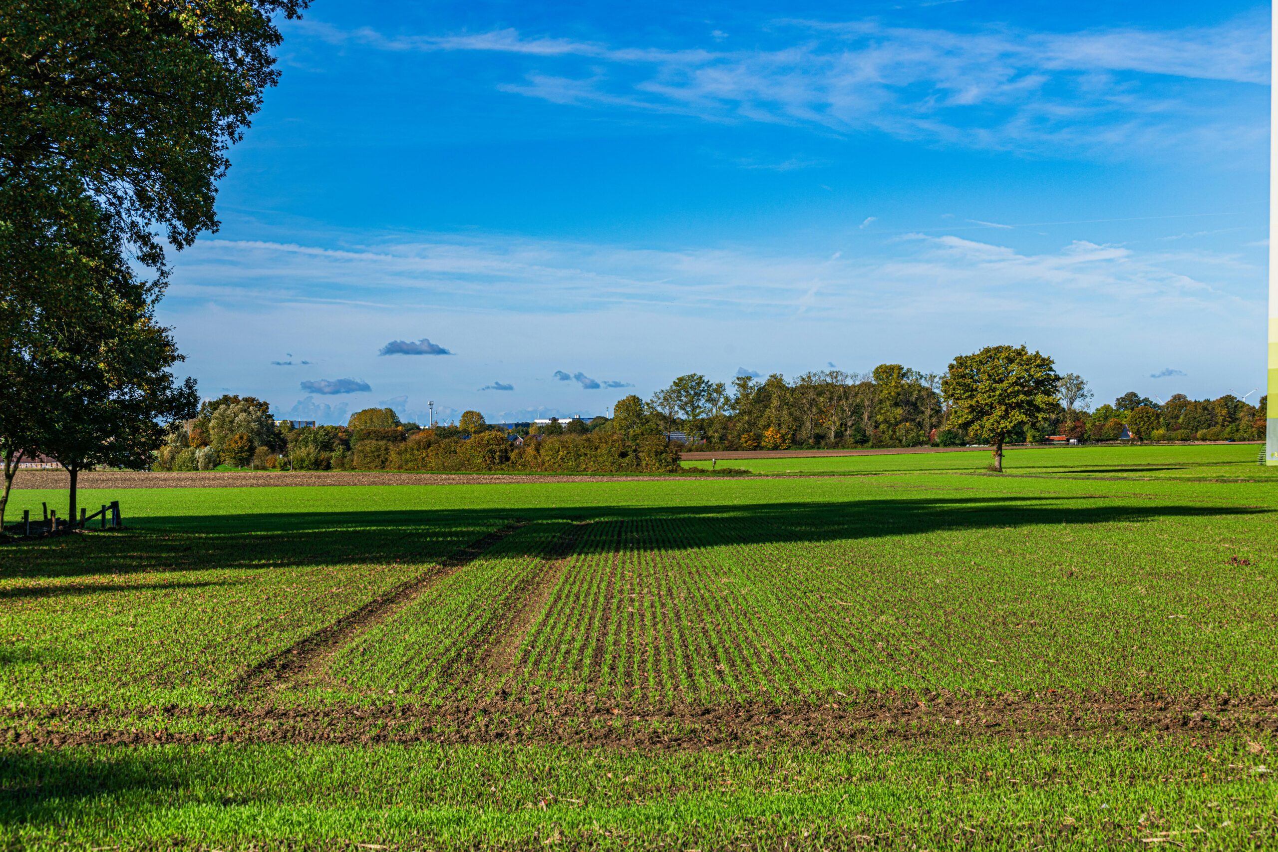 Transforming Agriculture: The 2 Ton Rice Mill Plant Project