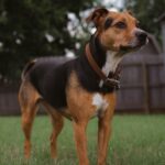 Revolutionizing Harvests: The Combine Mini Rice Mill Explained