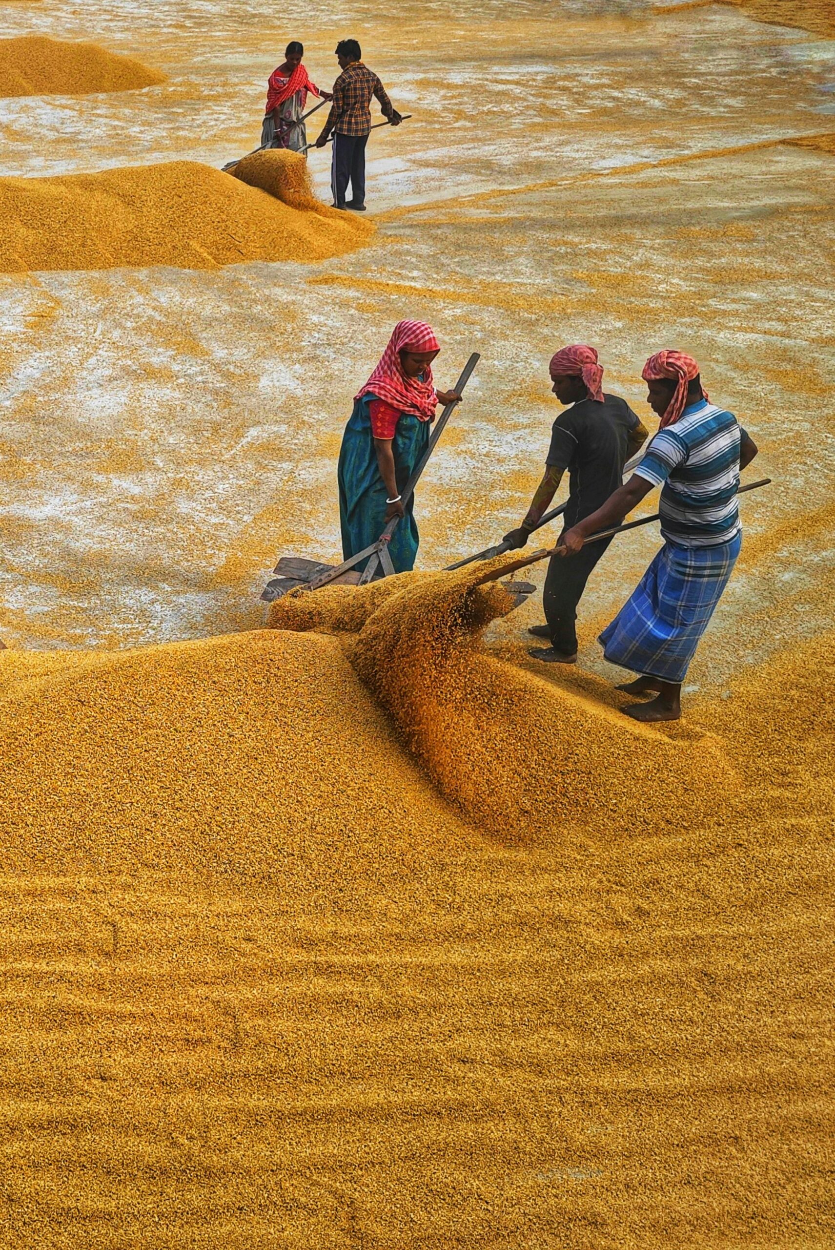 Turning Grain to Gold: The 2 Ton Rice Mill Plant Journey