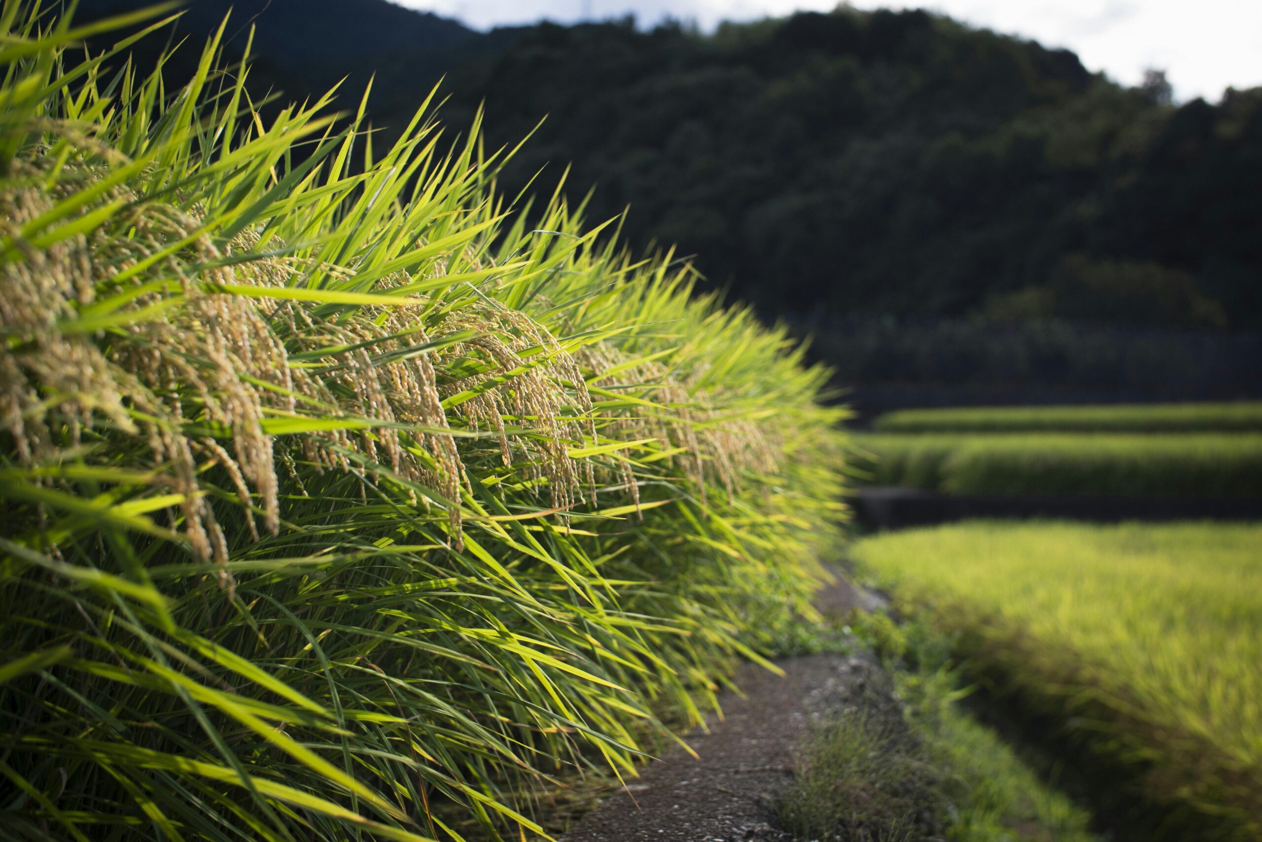 Launching a 2-Ton Rice Mill Plant: Key Steps and Insights
