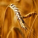 Grains of Prosperity: The Role of Rice Mills in Farming