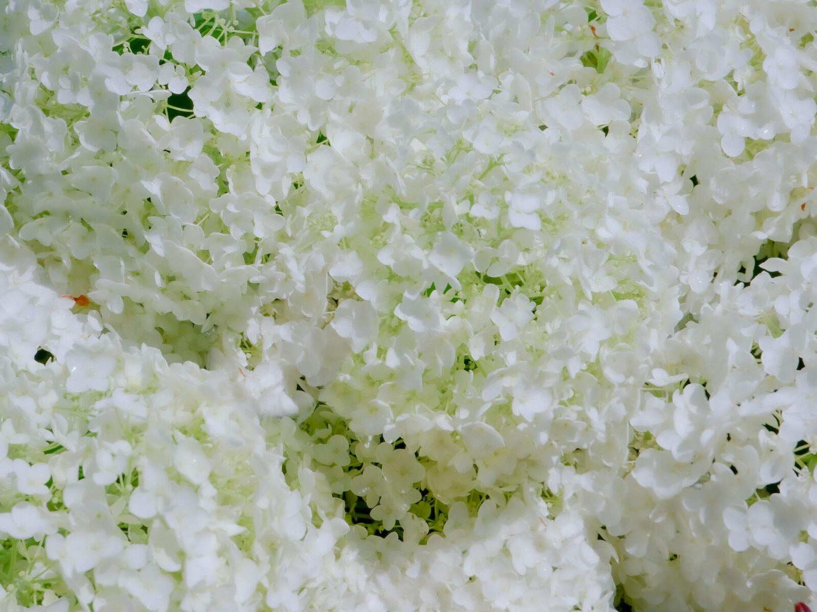 “Unveiling the Rice Polisher: A Grain’s Journey to Perfection”