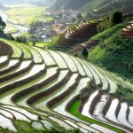 Unlocking Potential: The Art of Paddy Processing Units