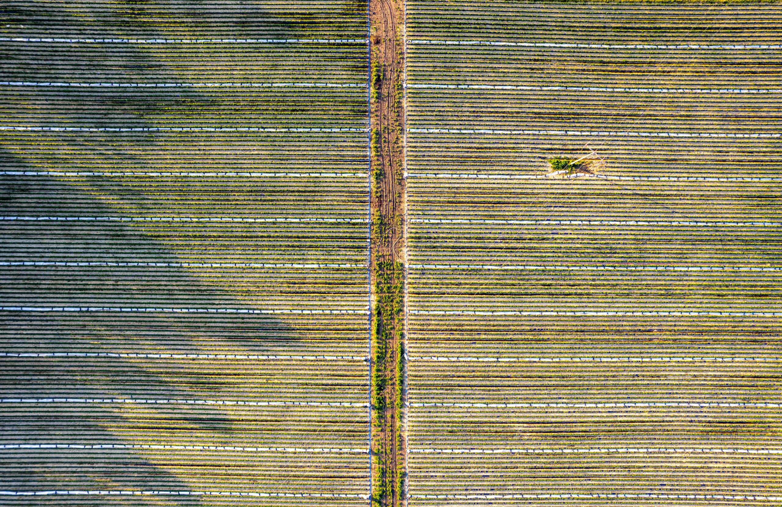 Efficient Farming: The Rise of Combined Mini Rice Mills