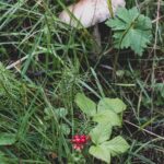 Unveiling a 2-Ton Rice Mill Plant Project: Sustainable Growth