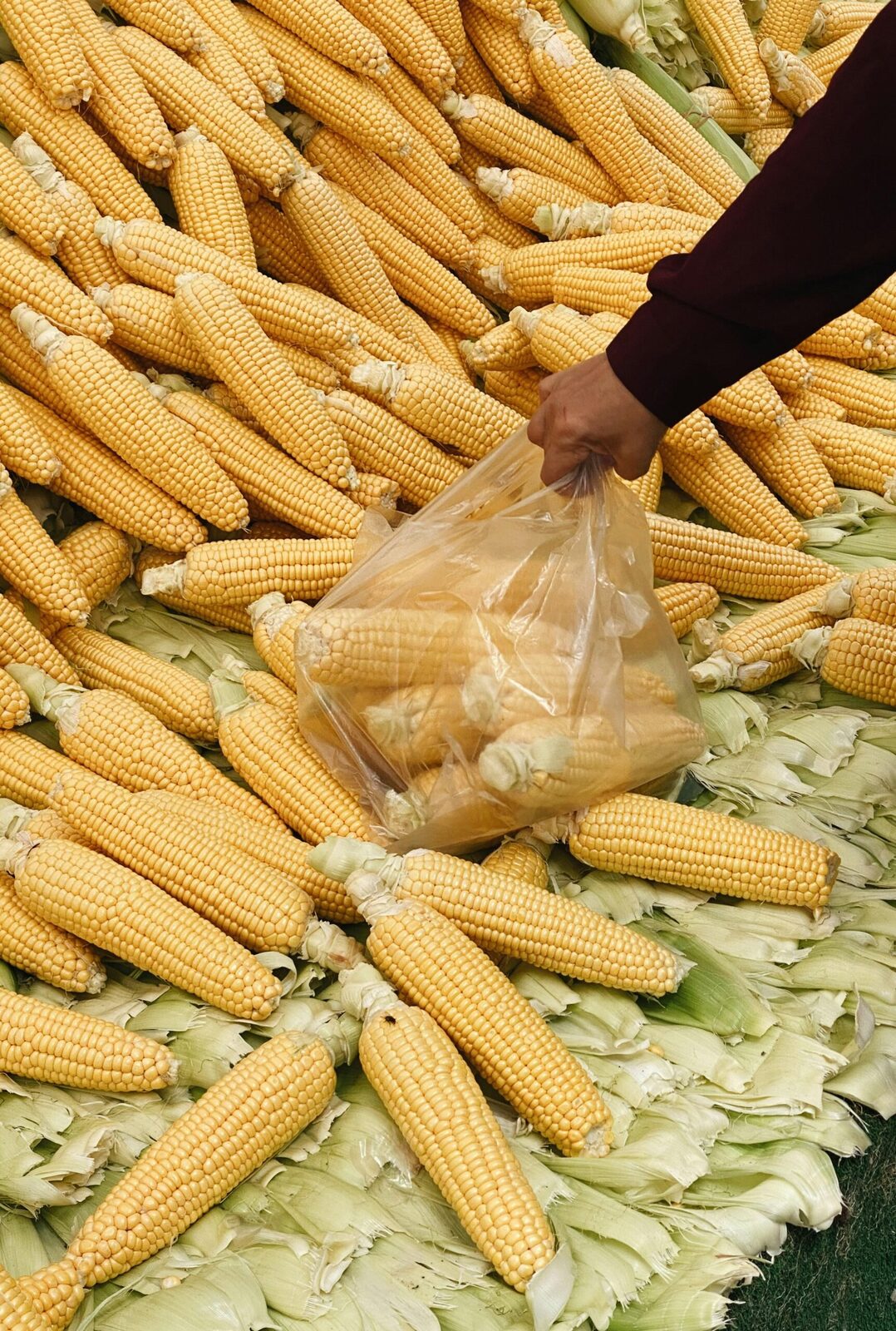 Transforming Grains: The Art and Process of Maize Milling 4 Enhancing Flavor and Nutrition: Advanced Techniques in Maize Processing