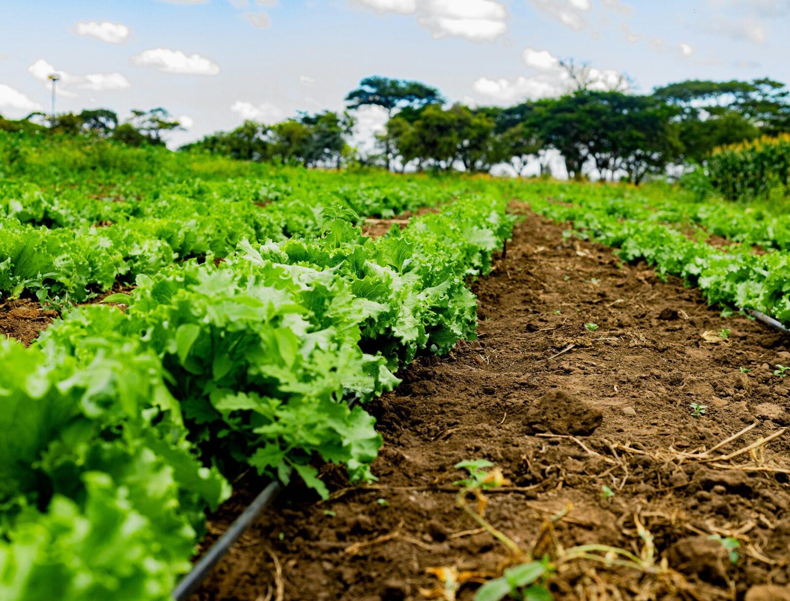 Grains of Prosperity: The Role of Rice Mills in Farming 2 Enhancing Crop Value: How modern Technology Transforms Traditional Milling
