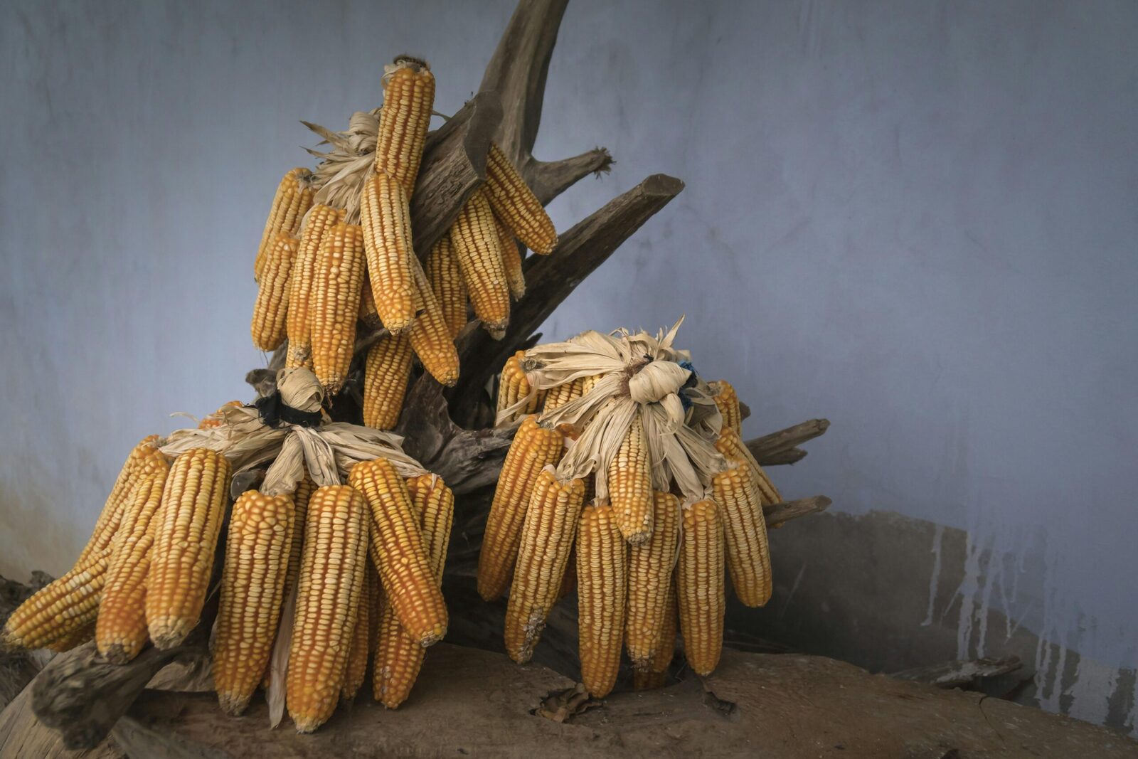 Unlocking the Secrets of Maize Milling: A Grain Journey 1 The History and Art of Maize Milling