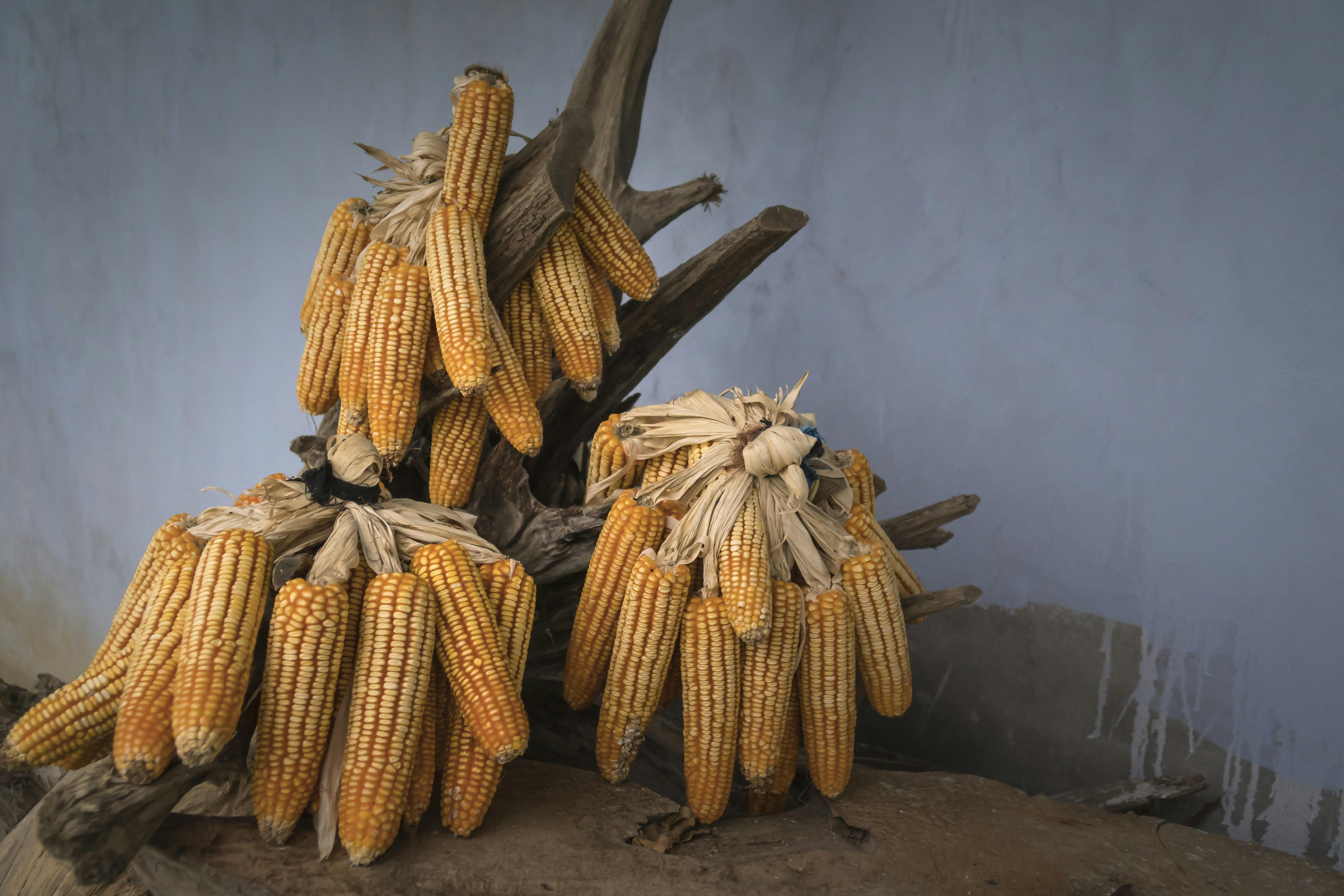The History ‍and Art of Maize Milling