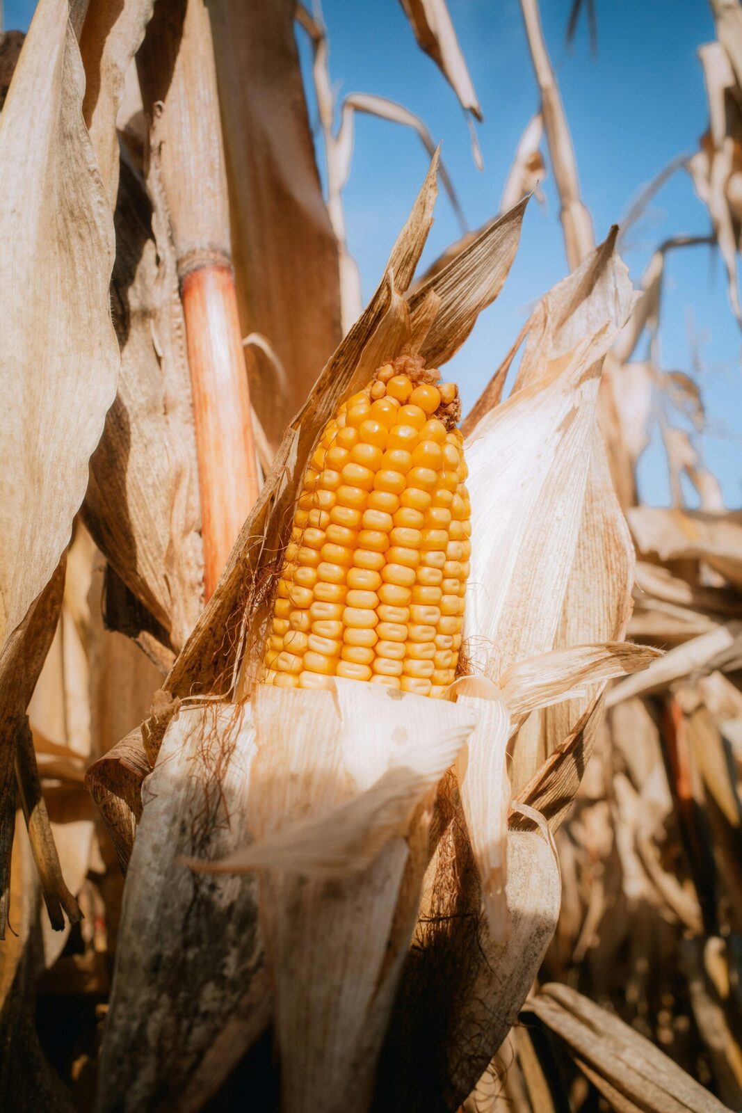 Unlocking the Secrets of Maize Milling: A Grain Revolution 3 Best Practices for Quality Control in Maize Production