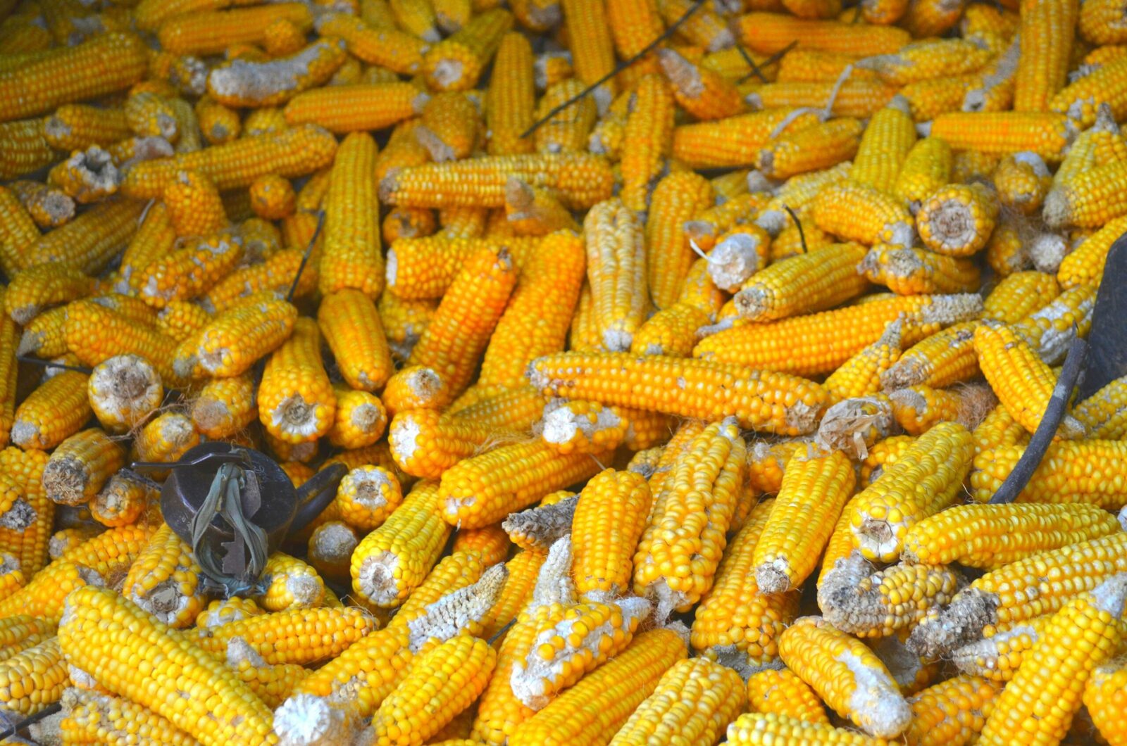 From Cob to Flour: The Journey of Maize Milling Revealed 1 The Art of Maize Selection: Choosing the Right Cob for Optimal Milling