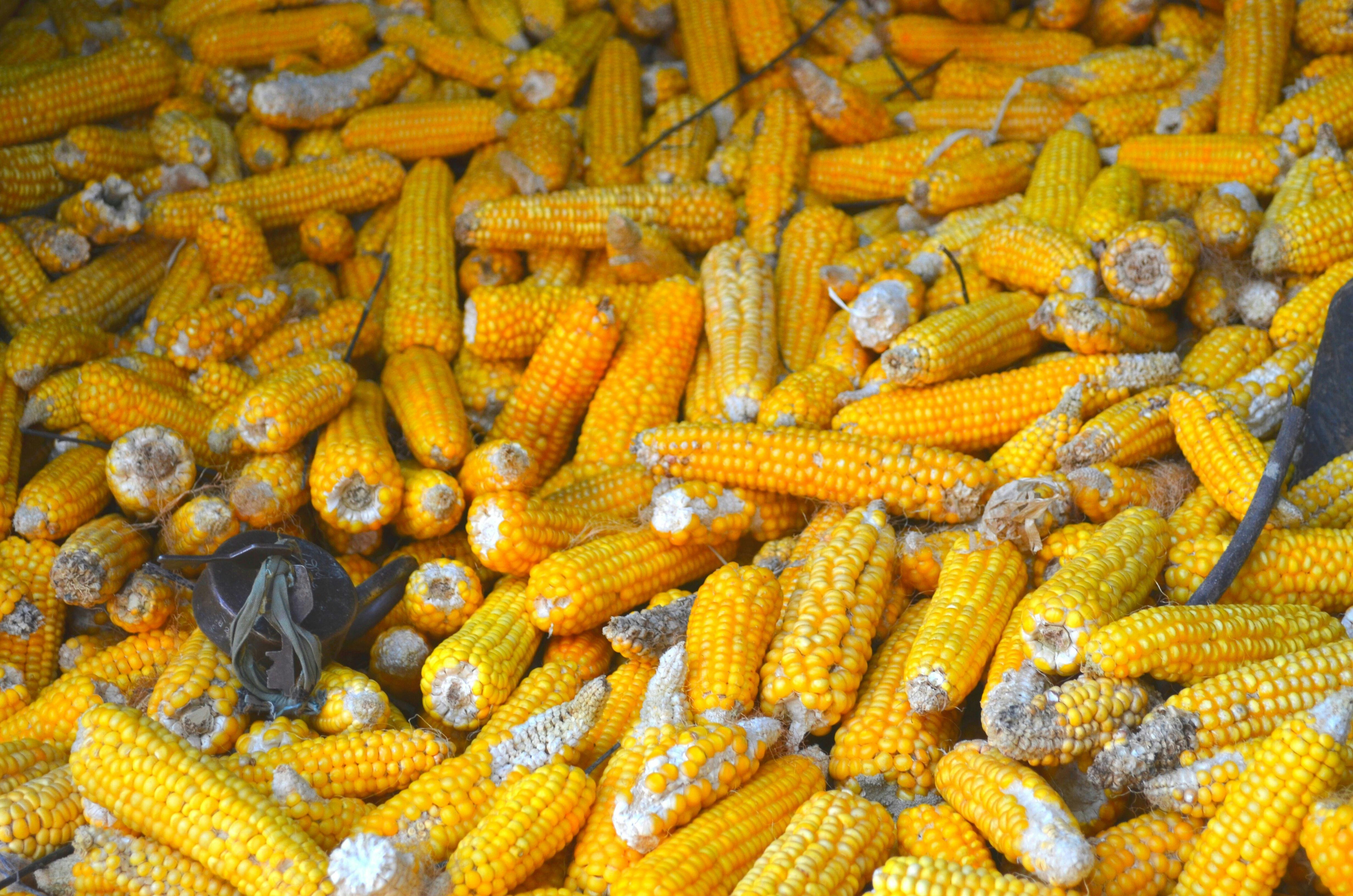 The Art⁣ of Maize Selection: Choosing the Right Cob‌ for Optimal Milling