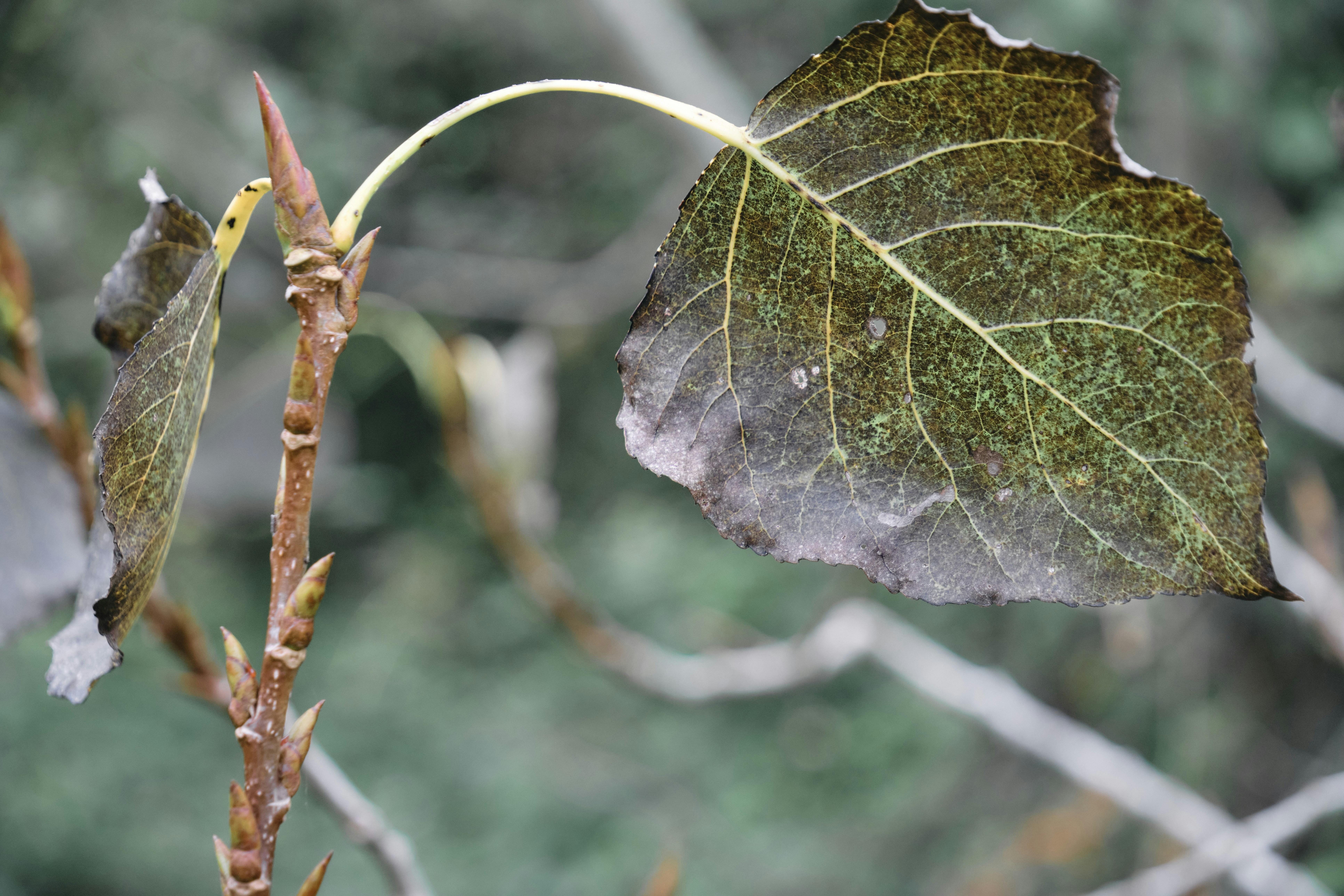 Transforming Texture: ‍The science Behind⁤ Different Flour Types