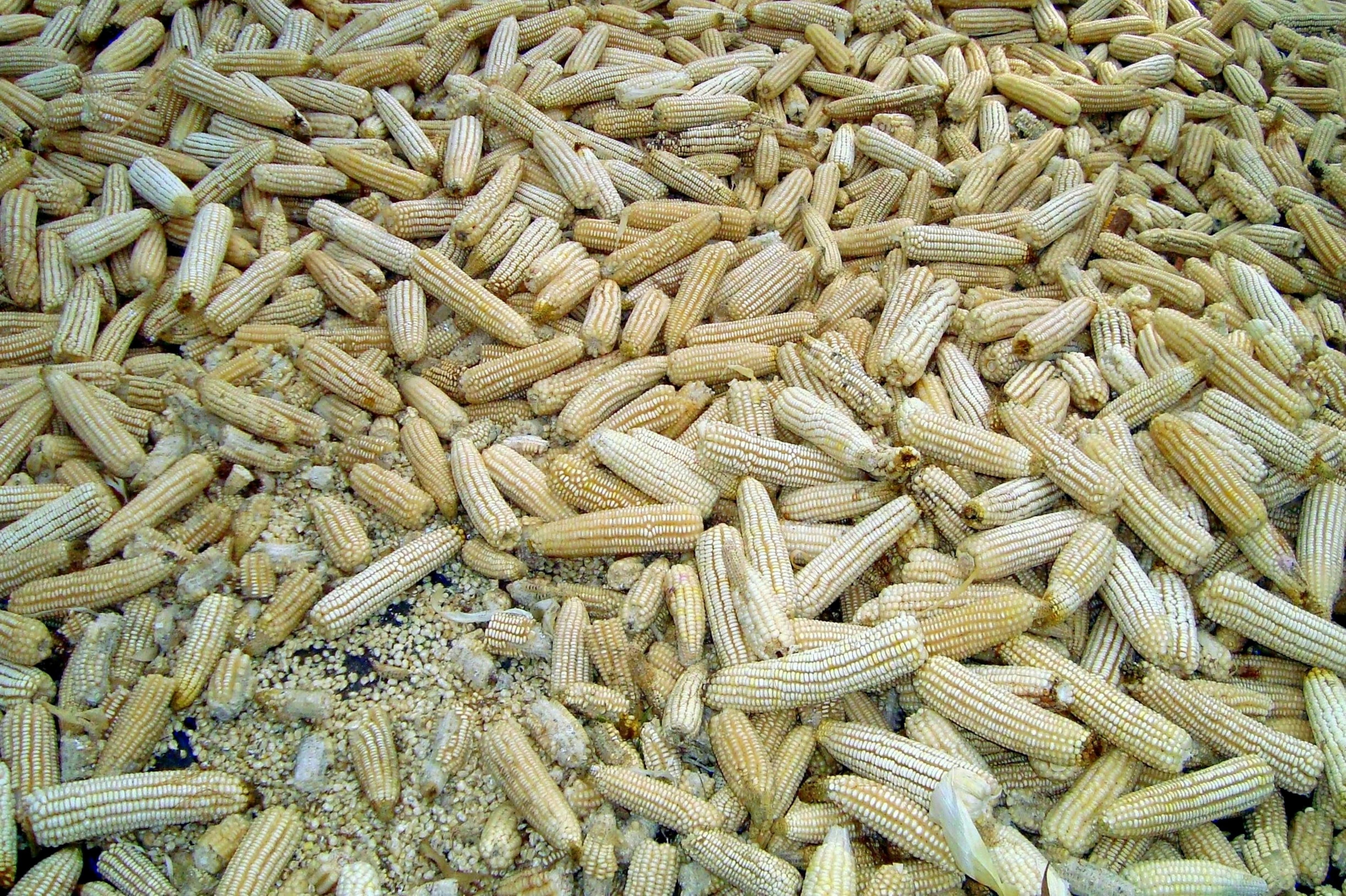 Unlocking the Secrets of Maize Milling: A Grain Revolution 1 Understanding the Maize Milling Process and Its Importance