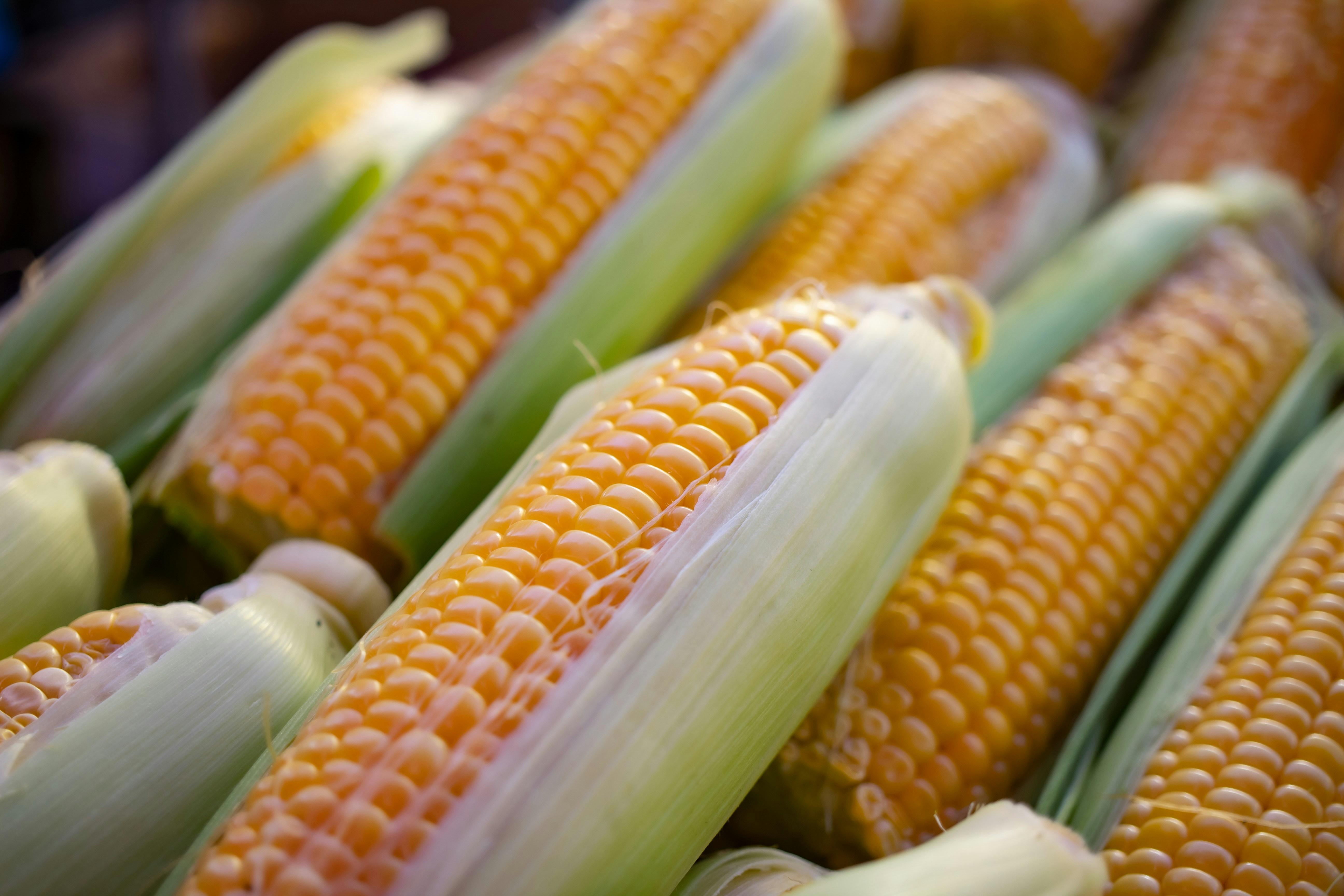 Exploring the ‍Journey of Corn:‍ From Field Cultivation to Culinary Delight