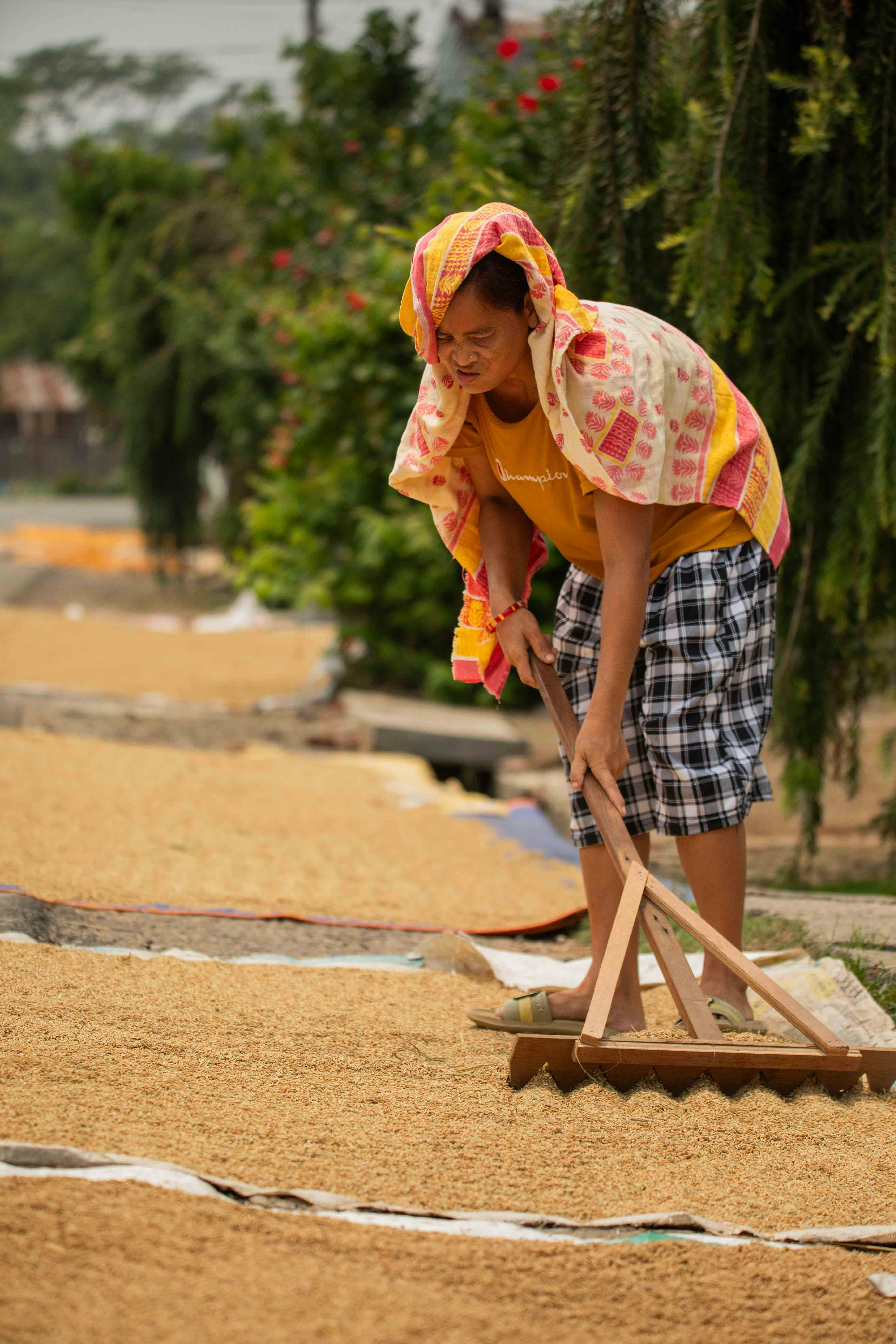 Unlocking Quality: Innovative Techniques in Paddy Processing