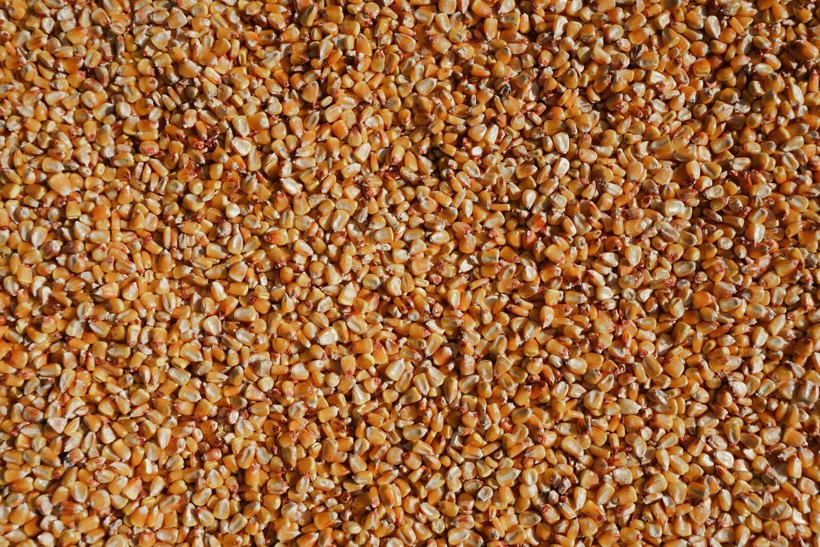 From Grain to Gourmet: The Art of Cereal Milling 2 exploring Different Grain Varieties: Choosing the Perfect Ingredient for Culinary Creations