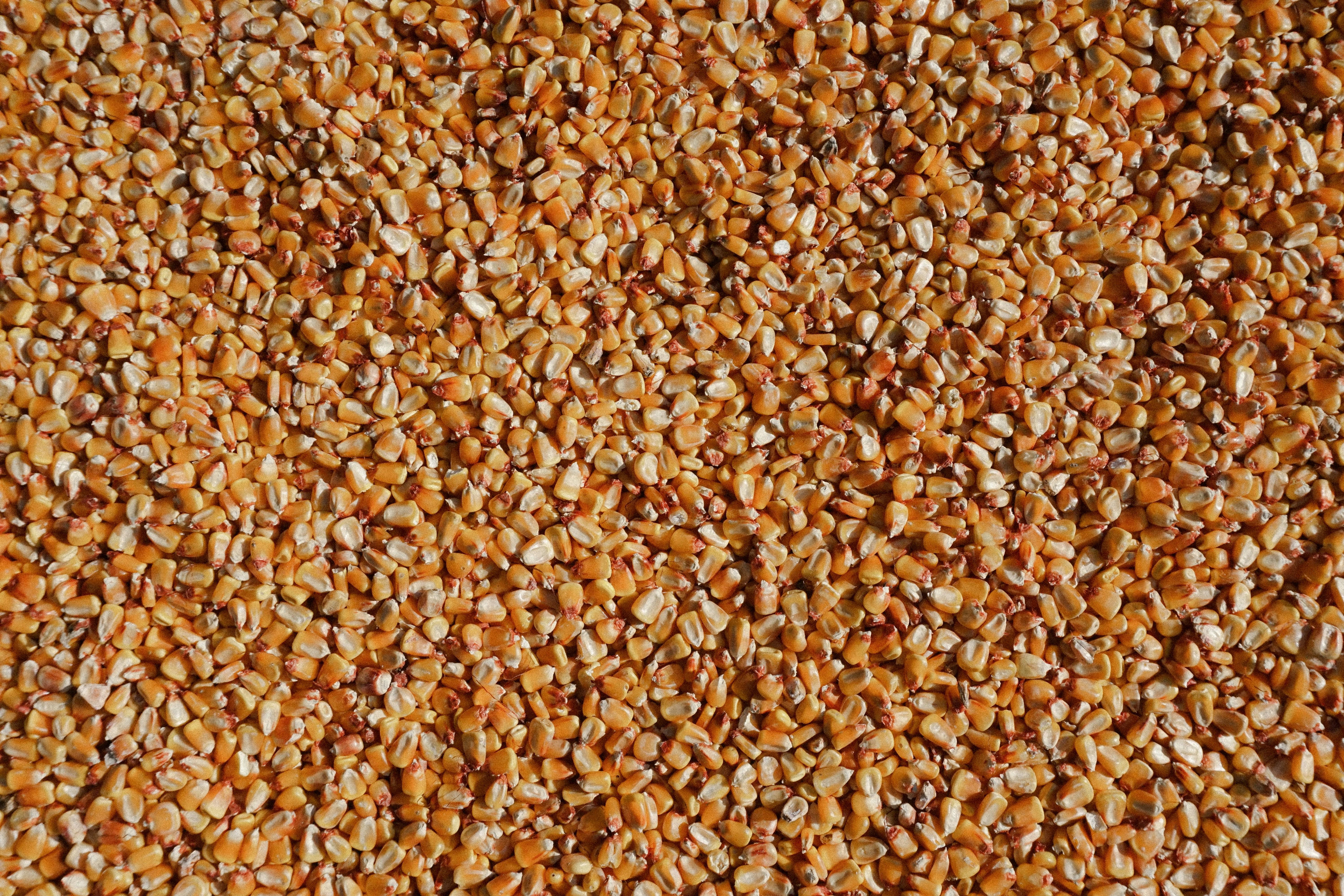 exploring Different ⁢Grain Varieties: Choosing the Perfect Ingredient ‍for Culinary Creations