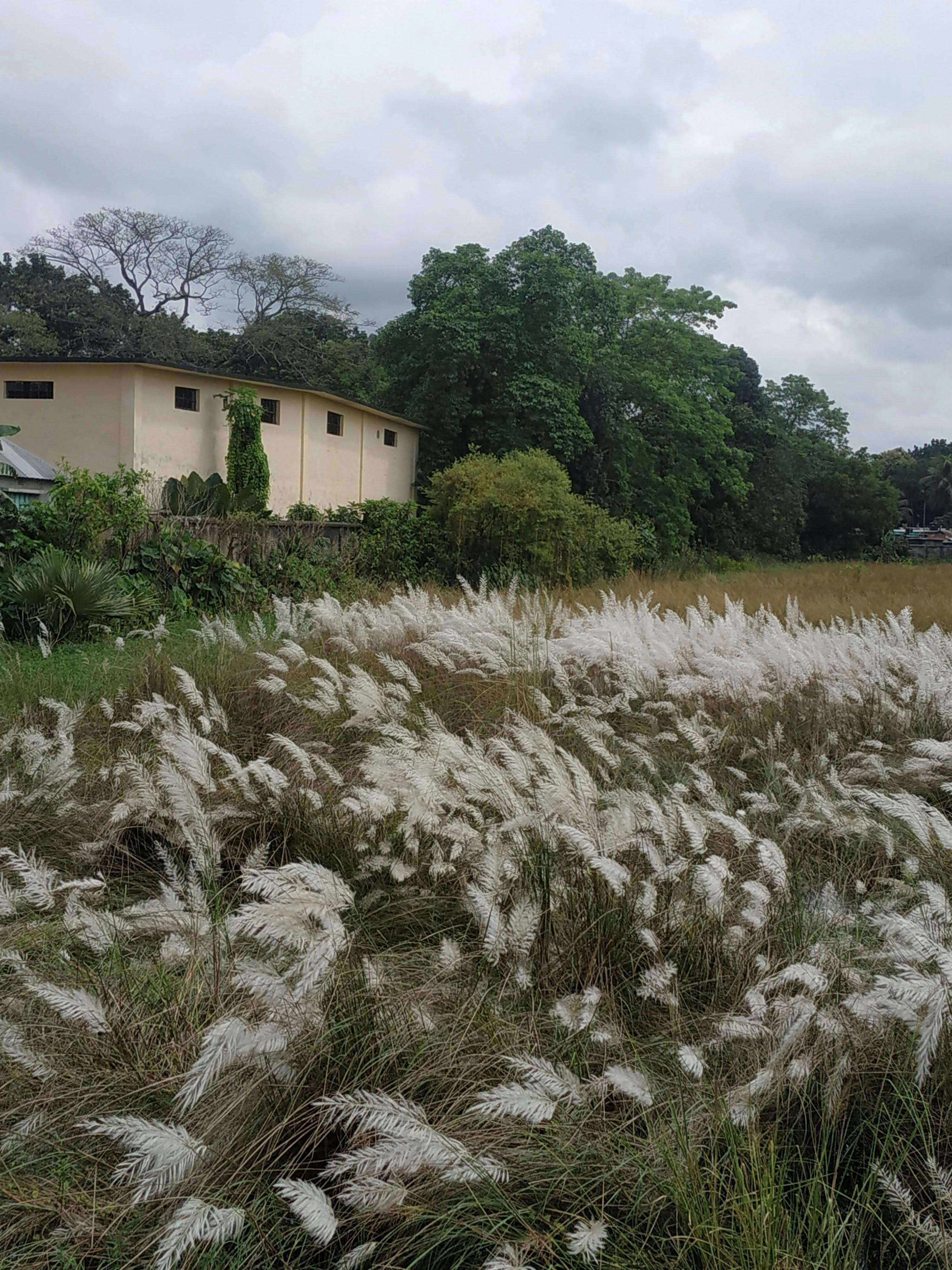 Understanding the⁢ Fundamental Impact of Rice Mills on Local Economies