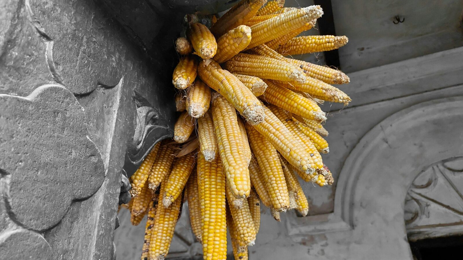 Unveiling the Art of Maize Milling: From Grain to Flour 1 Exploring the Ancient Journey of Maize Milling Techniques