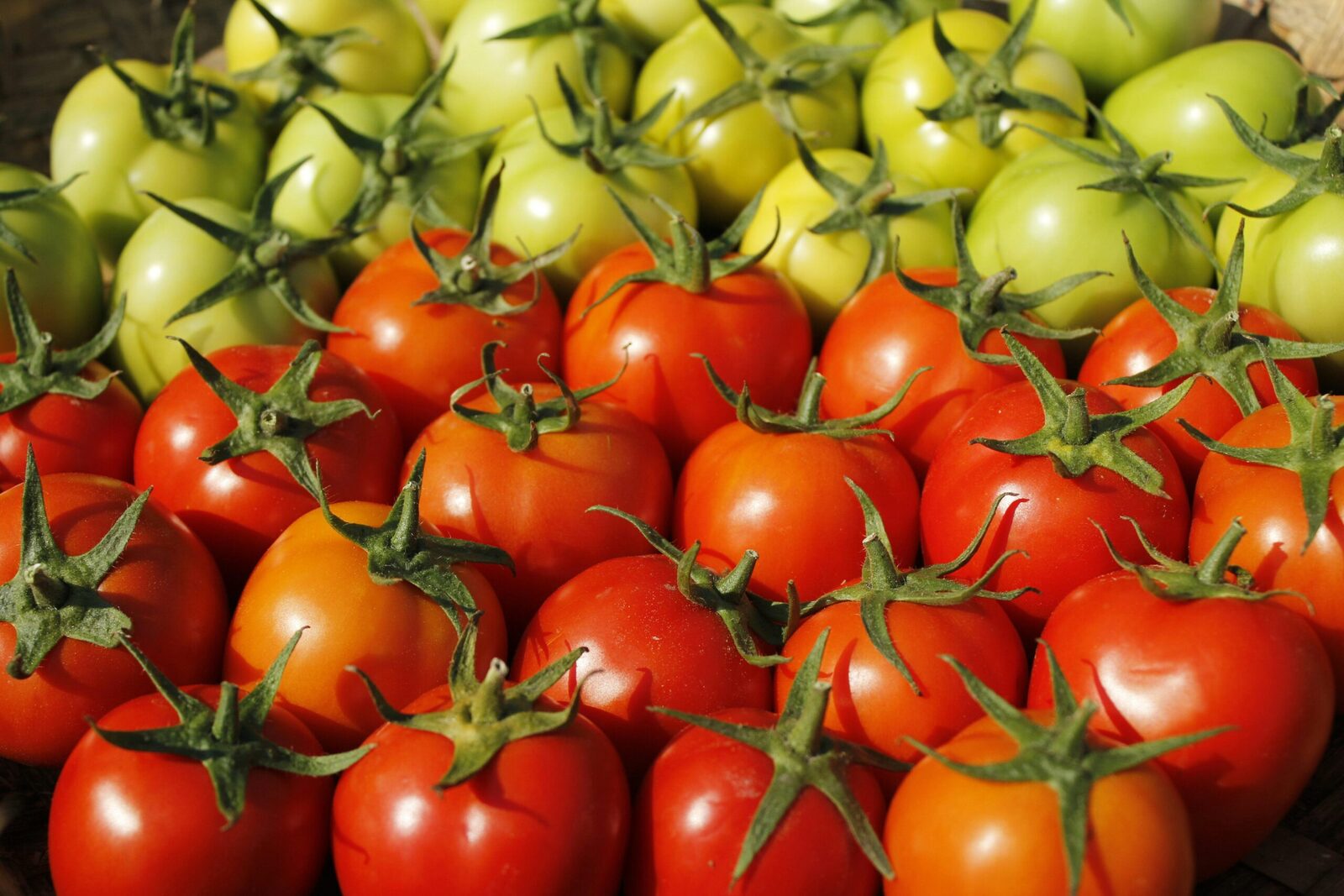 Enduring Practices in Corn Processing: Innovations for a Greener Future