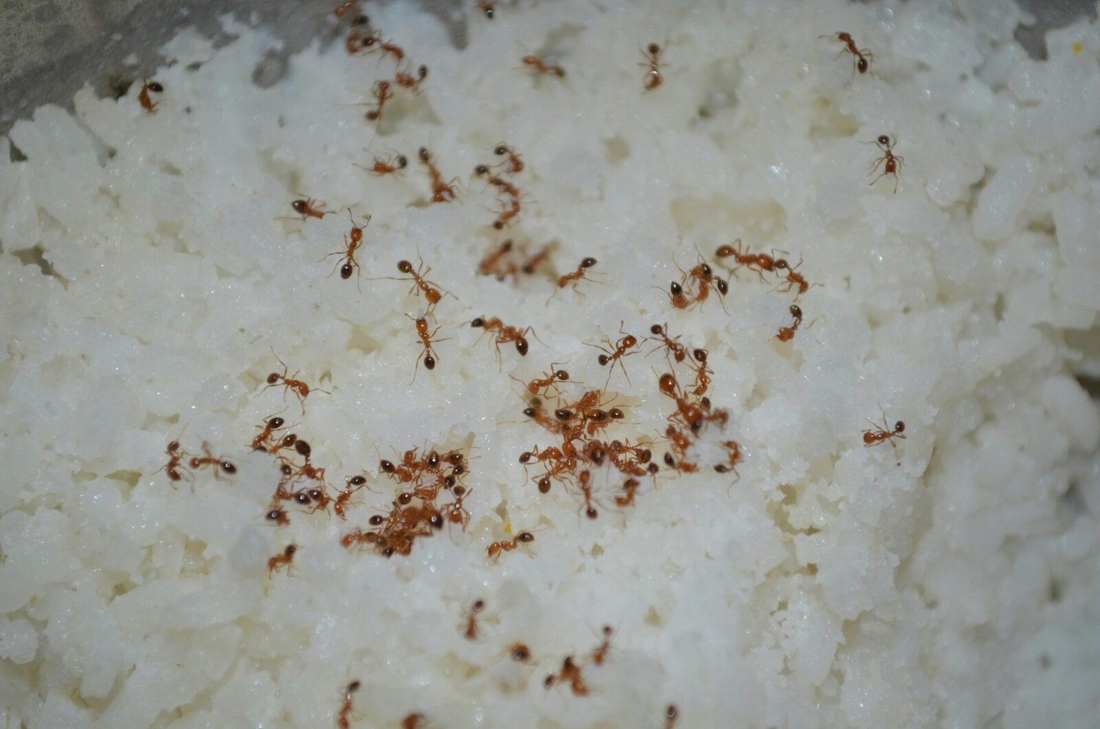 Transforming Grain to Gourmet: The Rise of Mini Rice Mills 1 Understanding the Mini Rice Mill Phenomenon in Gourmet cuisine