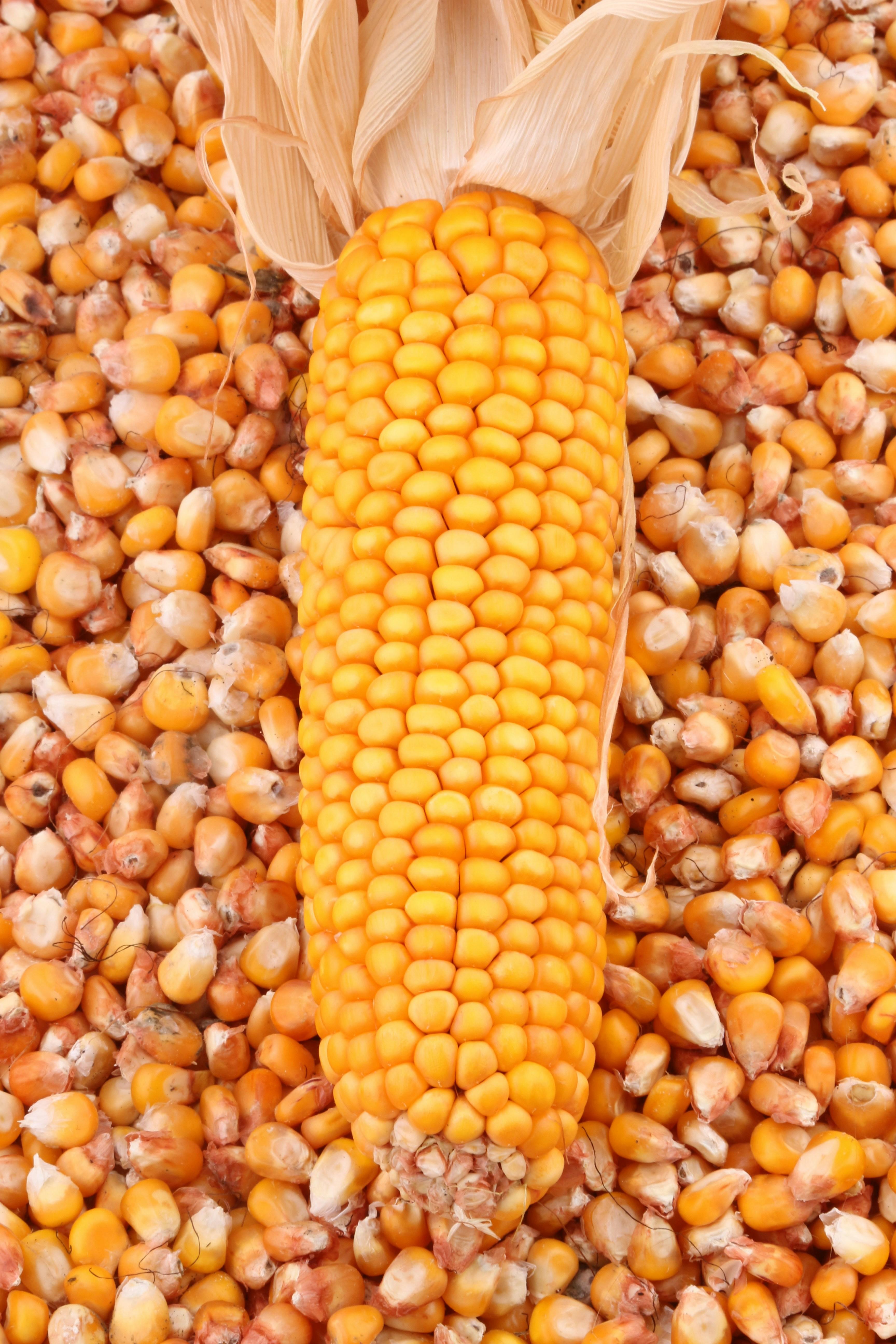 Selecting the Right Maize Variety for Optimal flour Quality