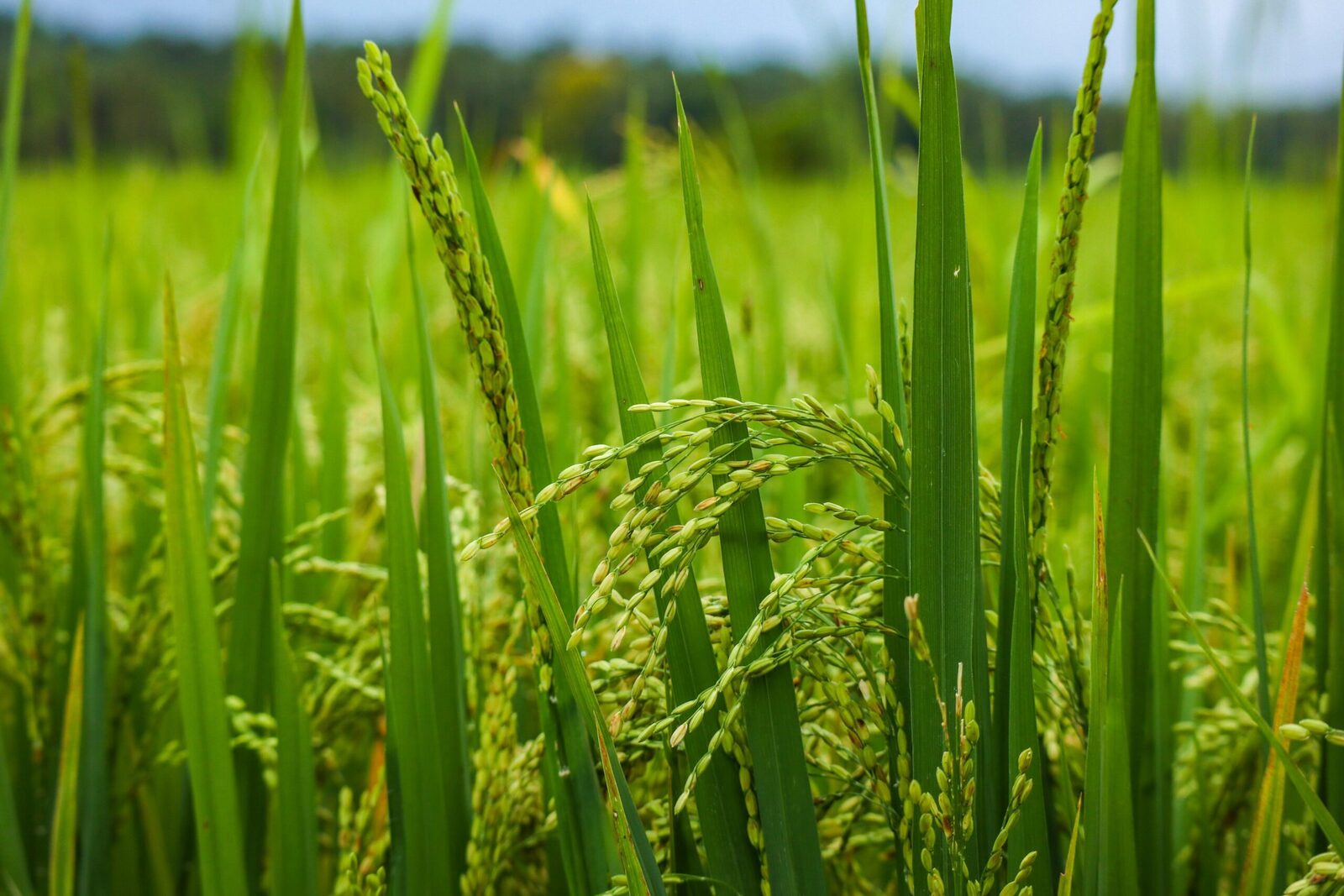 Transforming Grain: The Journey of Paddy Processing Revealed 1 Understanding the Paddy Lifecycle from Field to Mill
