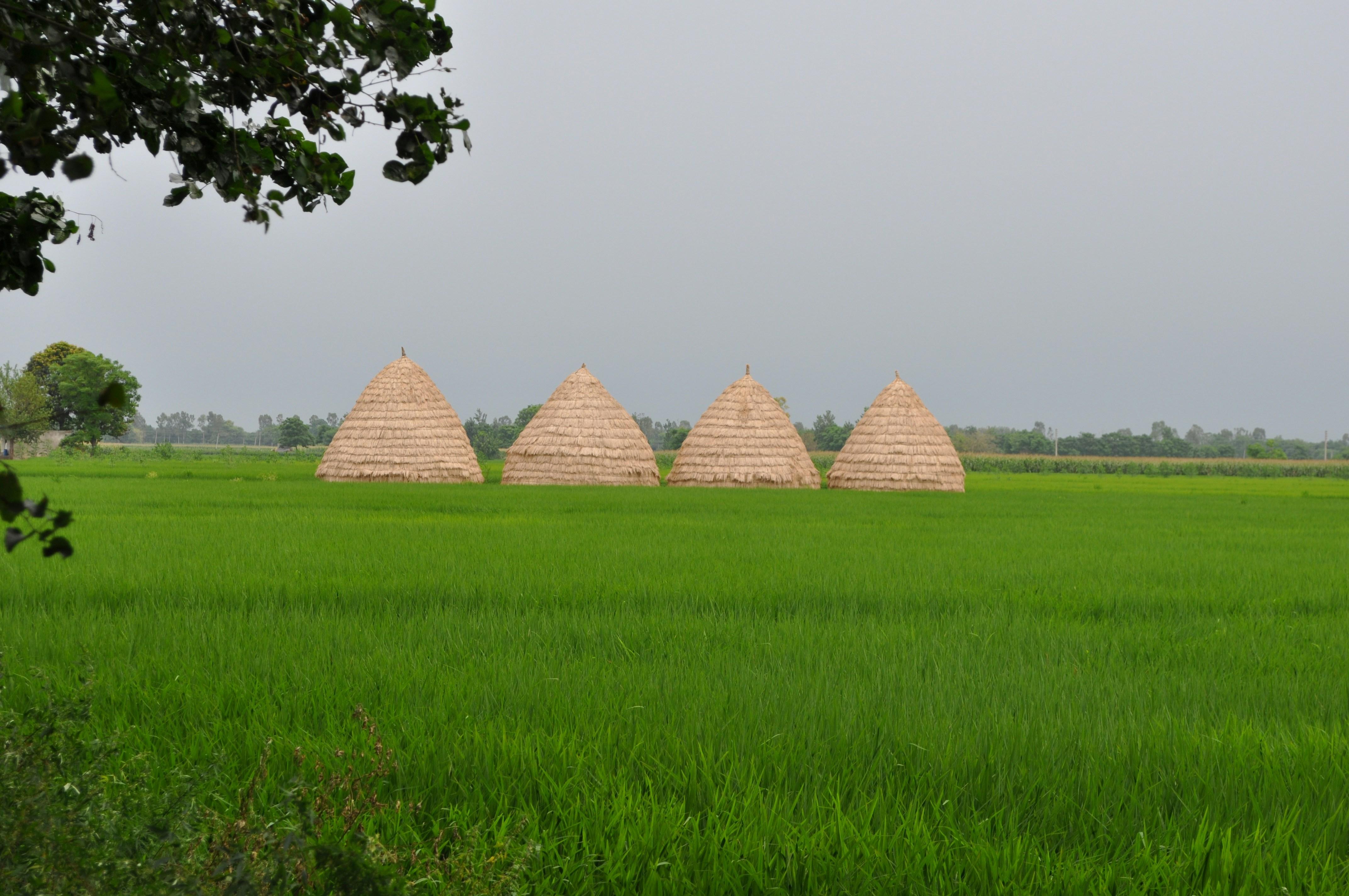 Understanding ⁣the Role of ⁣Rice Mills in Chinese⁣ Agriculture