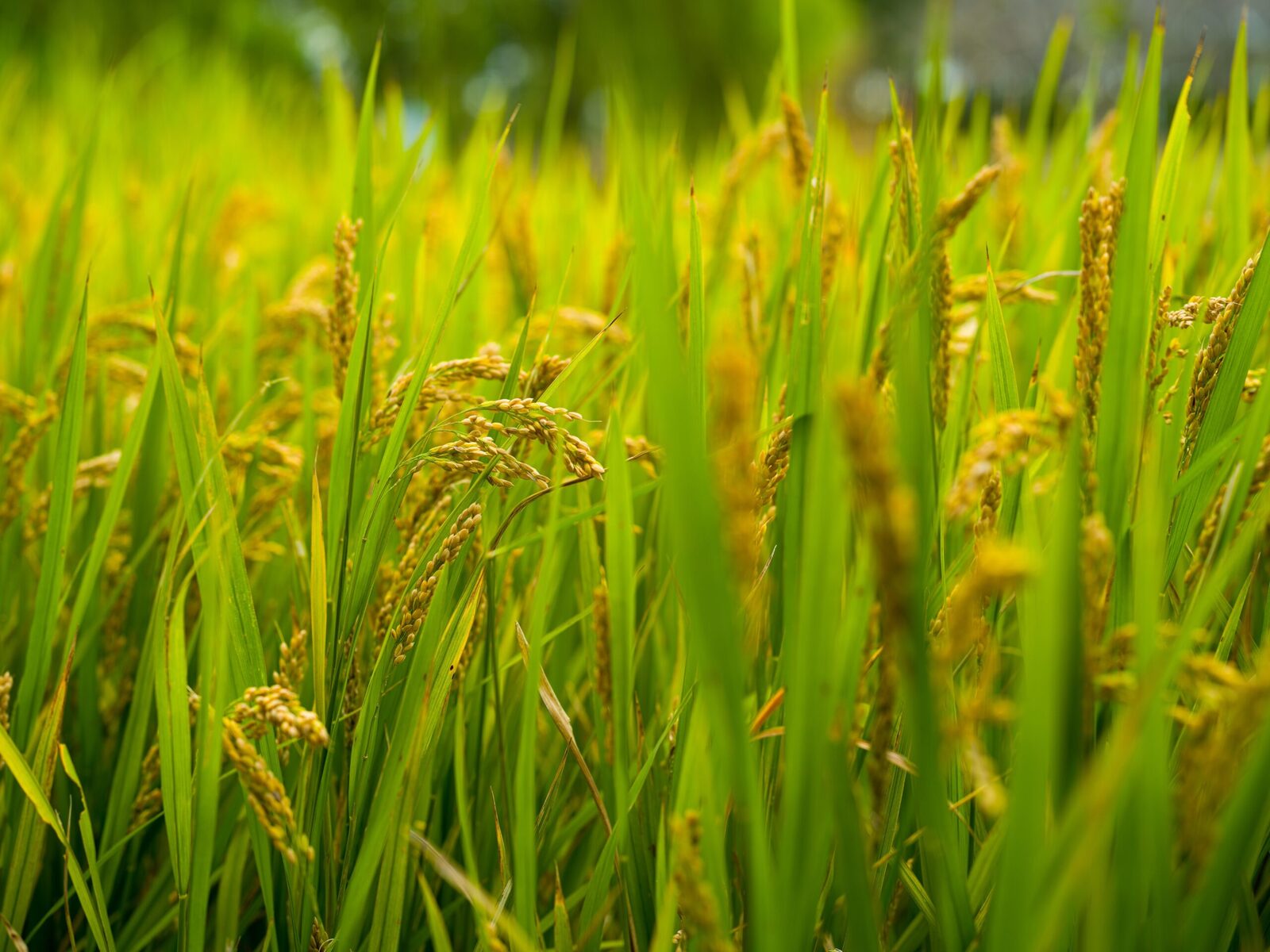 Exploring the Journey from ​Field ​to Factory: Understanding Paddy ‌Supply Chains