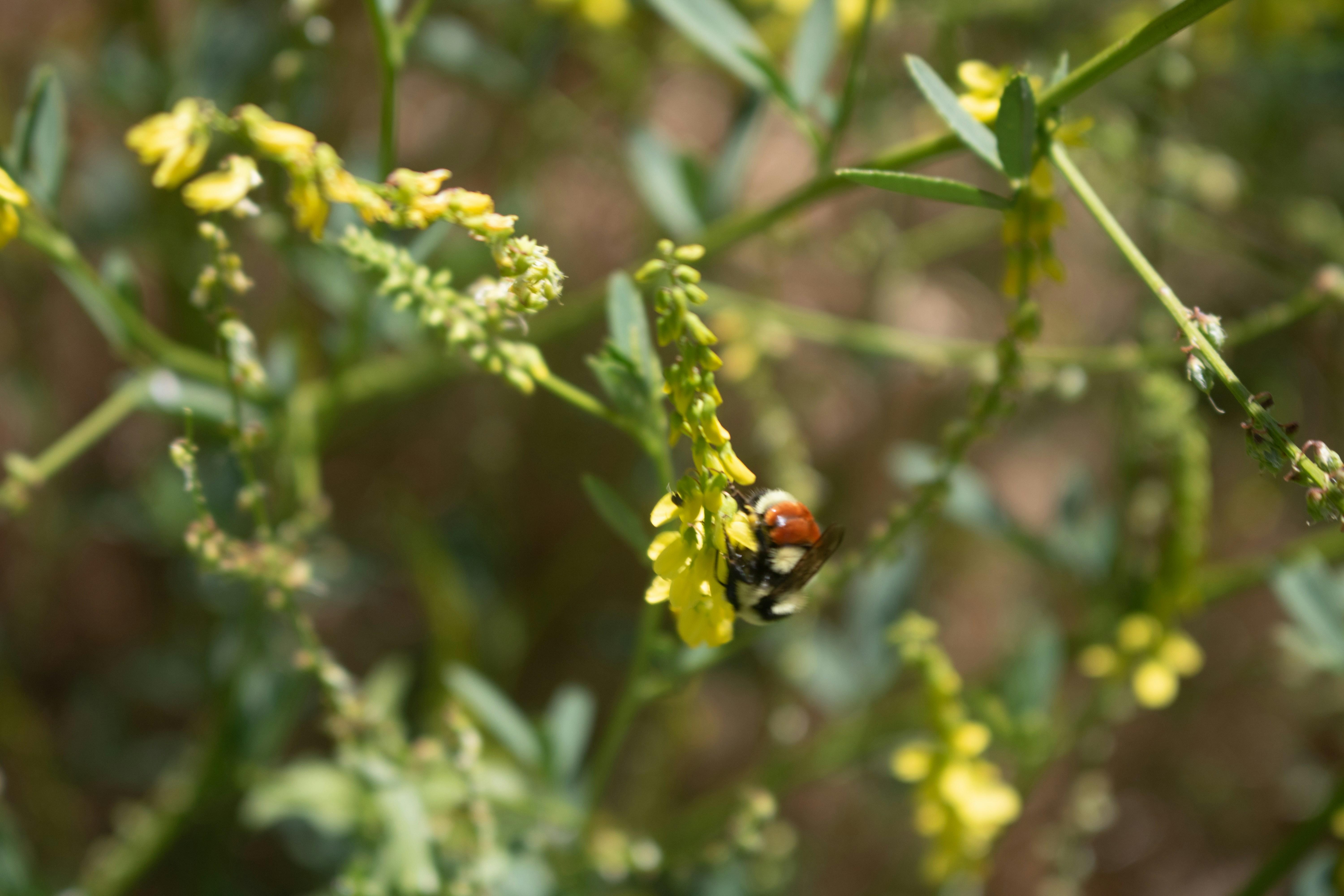 Enhancing Crop Quality and Nutritional Value with Modern Technology