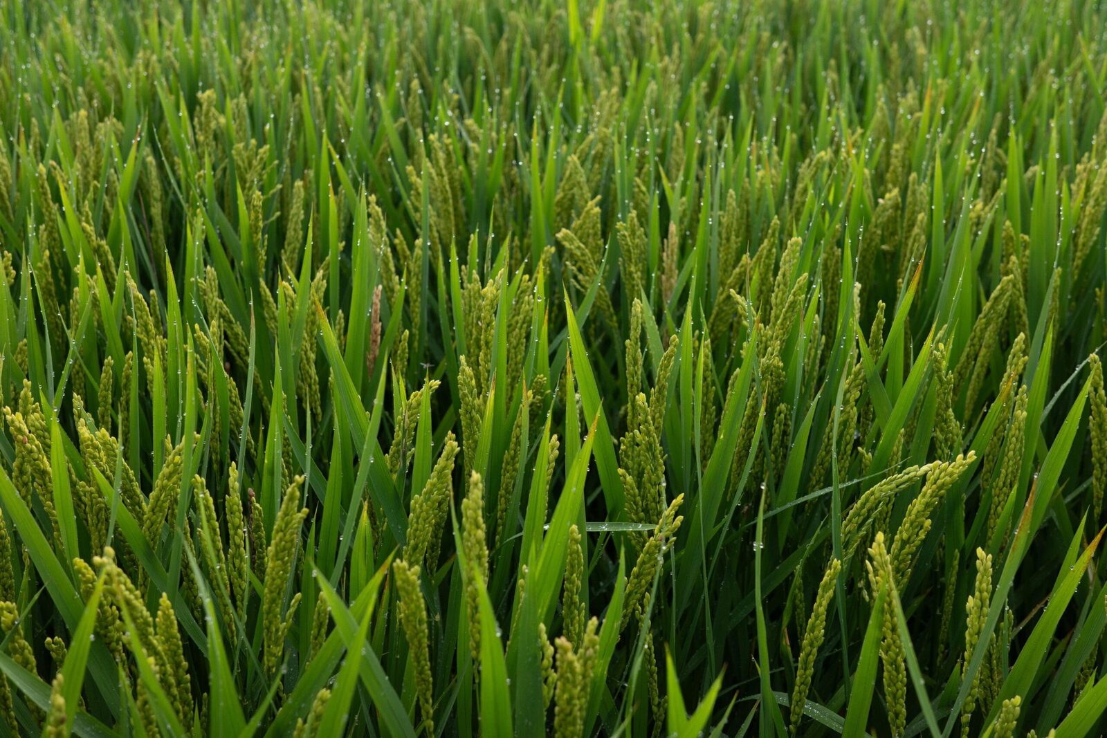 Unveiling the Future of Rice Machinery: Innovations and Impact 1 Redefining Efficiency in Rice Production through Smart Technology