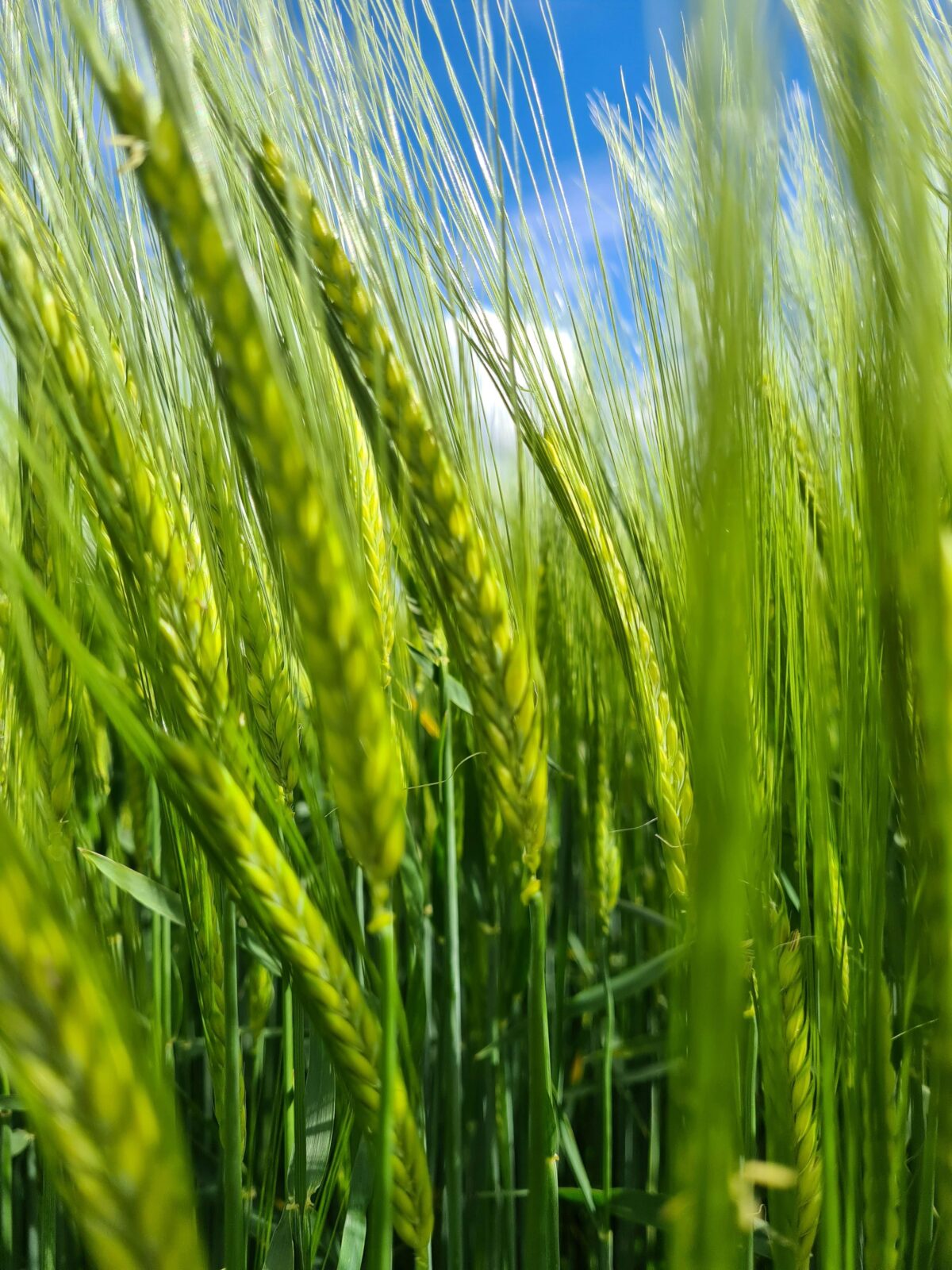 Exploring the Agricultural Foundations of Corn Production
