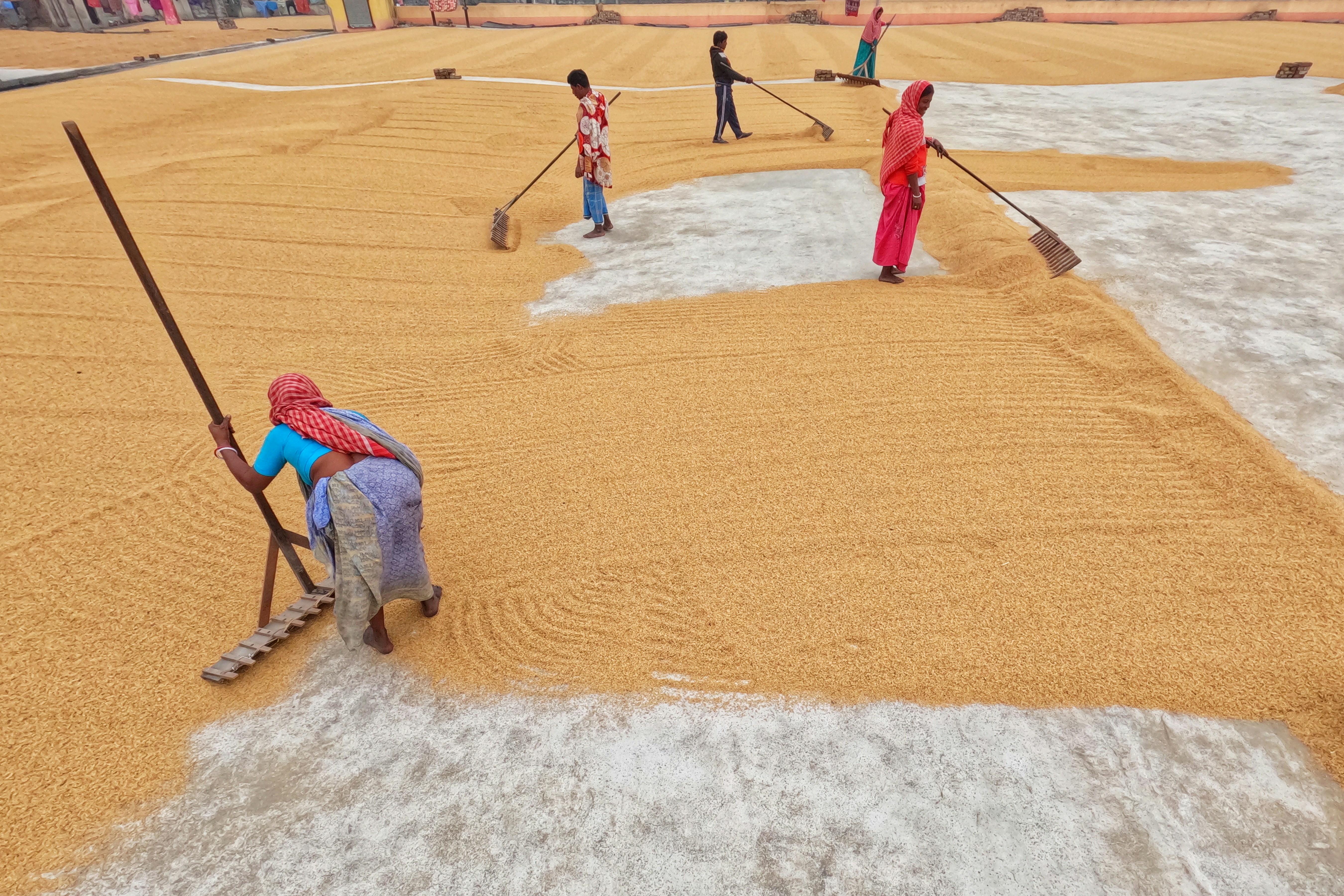 understanding the Technology Behind Paddy Processing