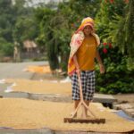 Inside the Paddy Processing Factory: From Grain to Goodness