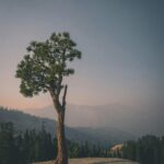 Top Rice Mills: A Guide to Quality and Efficiency