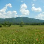 Home 3 From Field to Table: The Journey of Rice Processing Explained