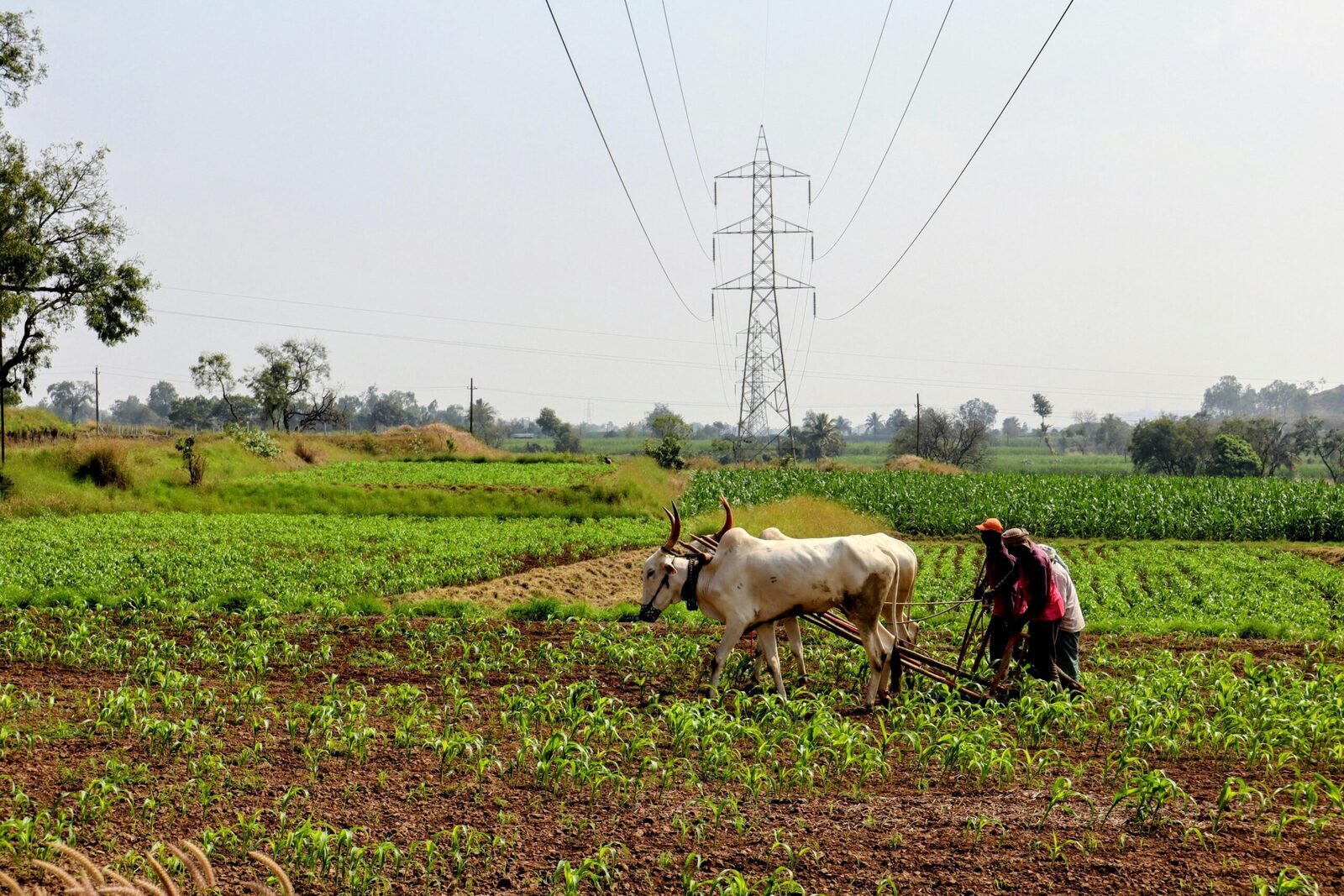 Revolutionizing Agriculture: The Industrial Rice Milling Machine