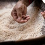 Revolutionizing Harvest: The Future of Rice Processing Machines