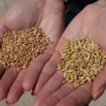 Transforming Grain: Inside the Paddy Processing Plant Journey