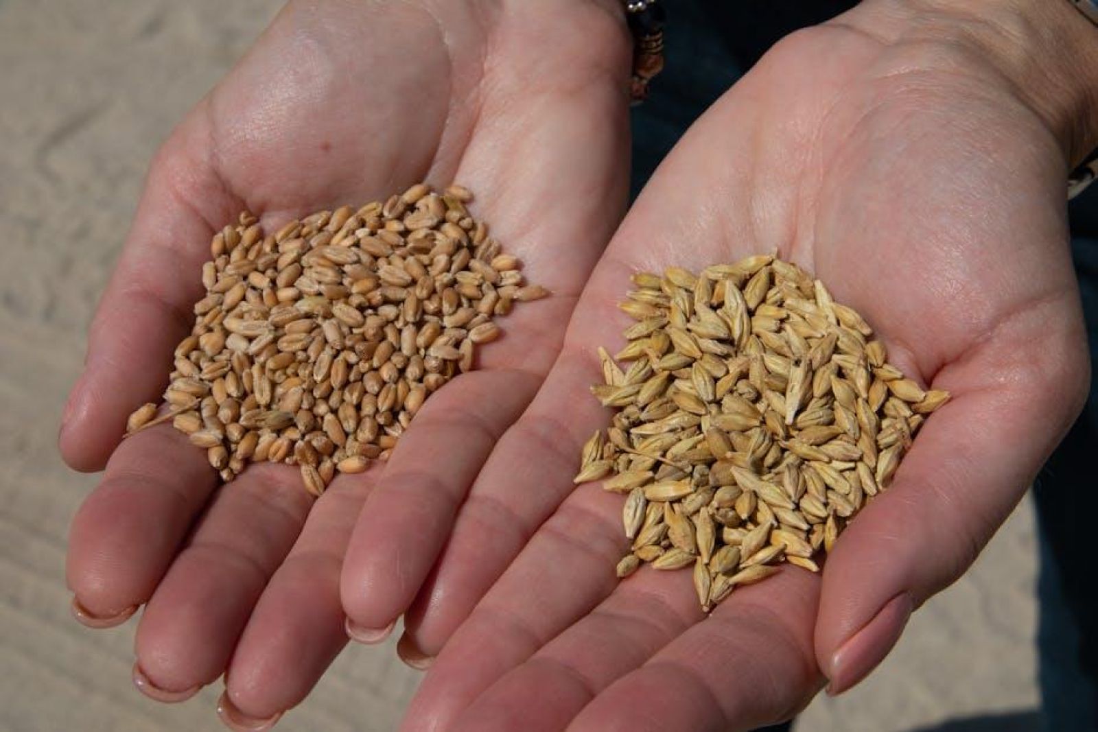Transforming Grain: Inside the Paddy Processing Plant Journey