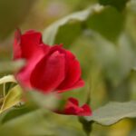 Unveiling the Charm of Small Rice Mills: A Grain Revolution