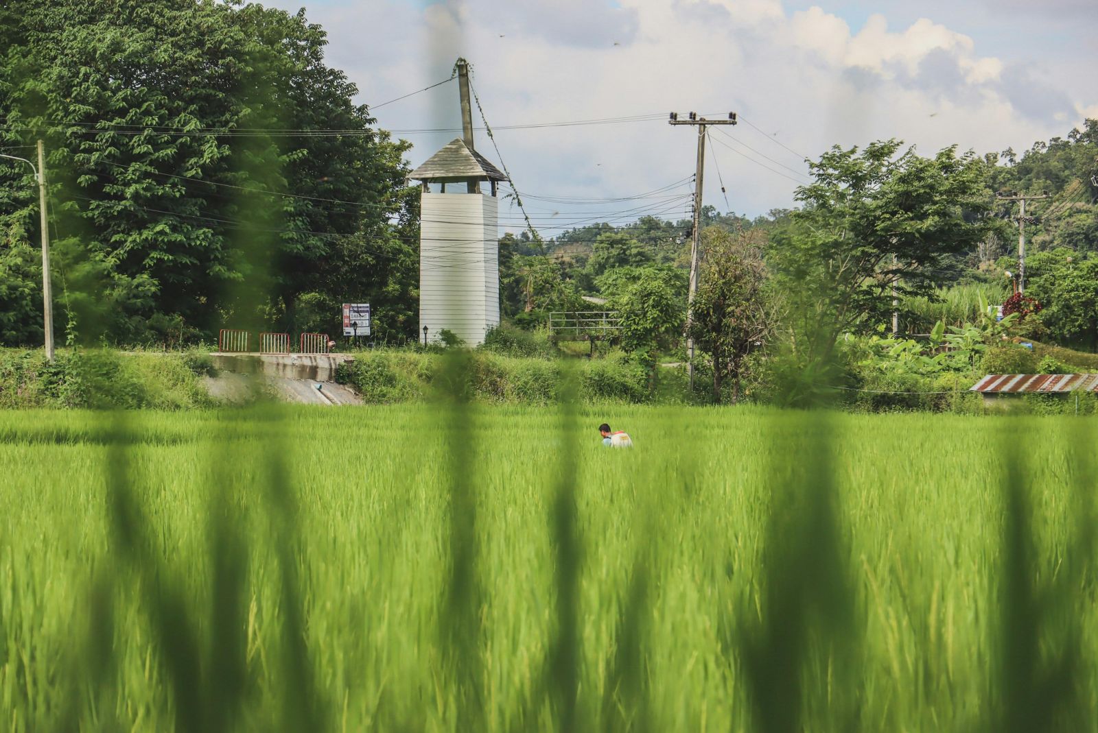 Unveiling the Best Rice Mills: A Guide to Quality Grains